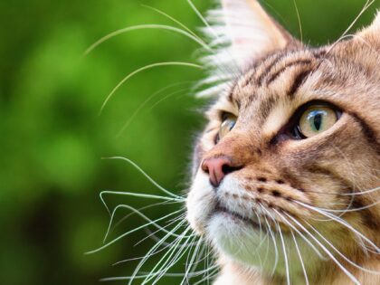 Ear Infections in Cats