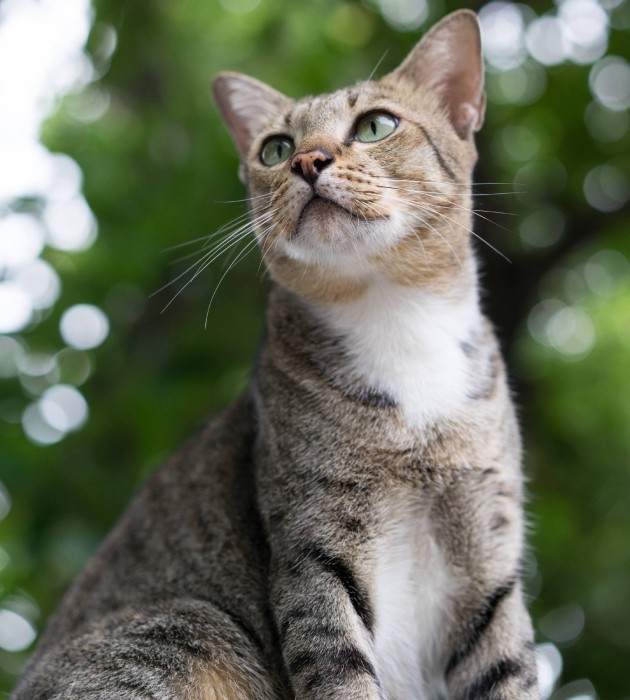 American Shorthair