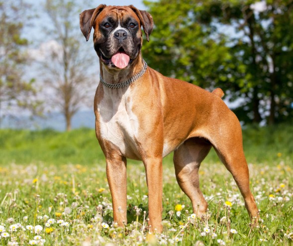 Fun Facts About Boxer Dogs  ASPCA® Pet Health Insurance