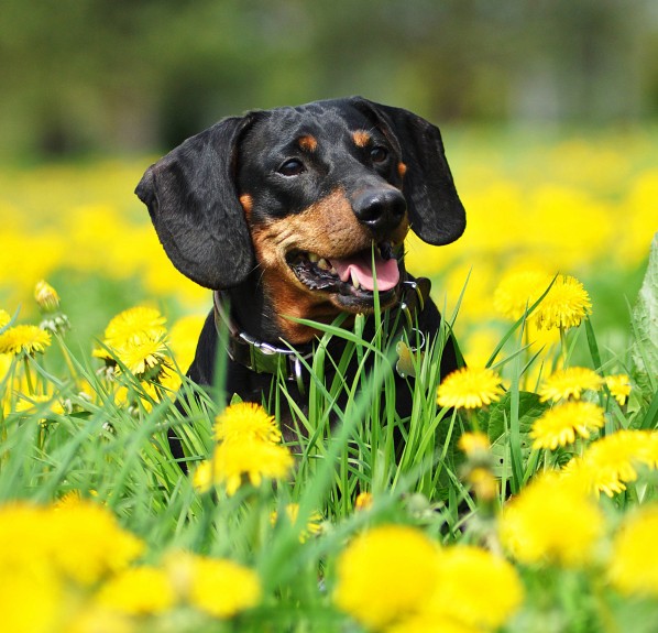 Dachshund