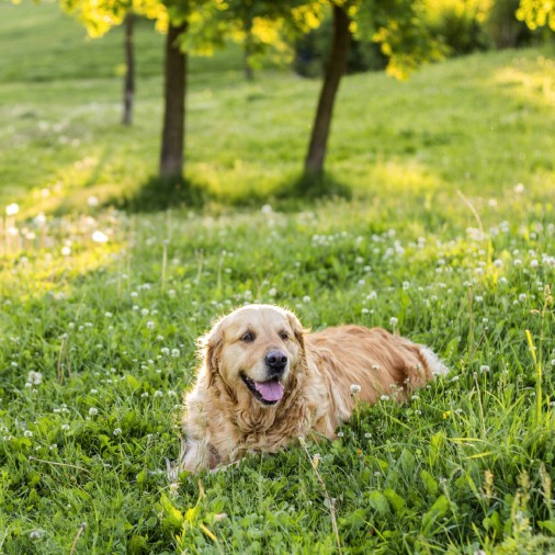 Golden Retriever