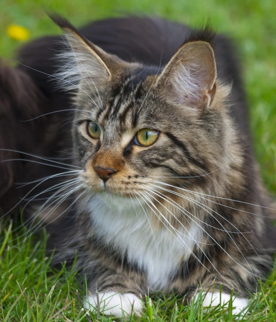 Top Maine Coon Pet Insurance Plans & Reviews