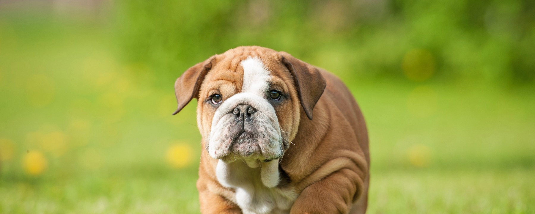 Bulldog