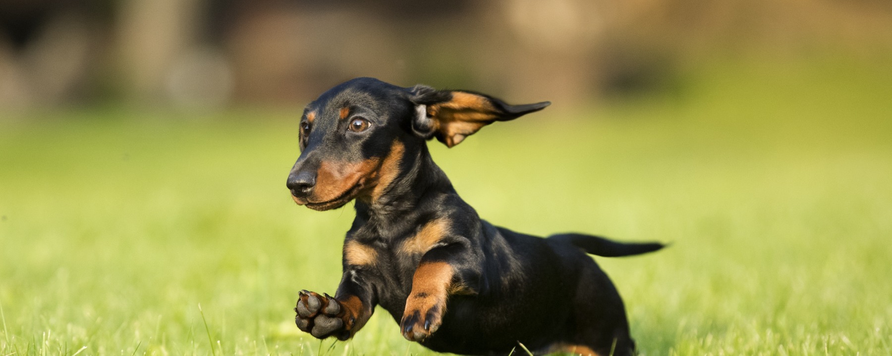 Dachshund