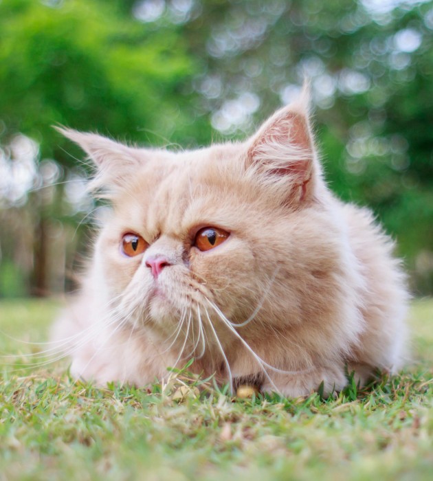 Persian Cat