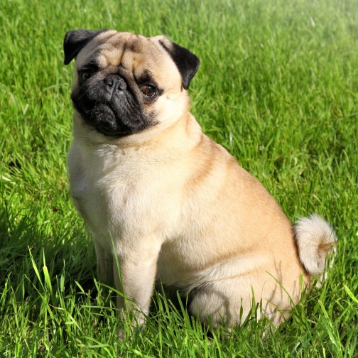 Pug at the park