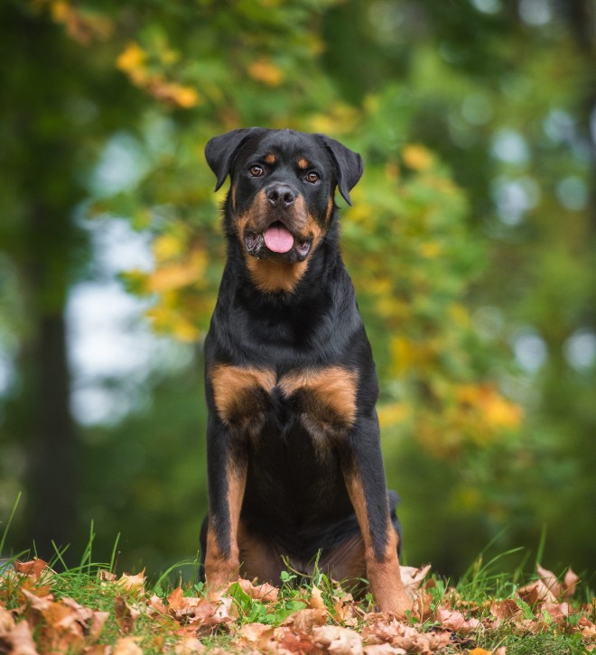 Rottweiler