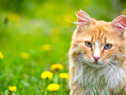 Skin Conditions and Problems in Cats