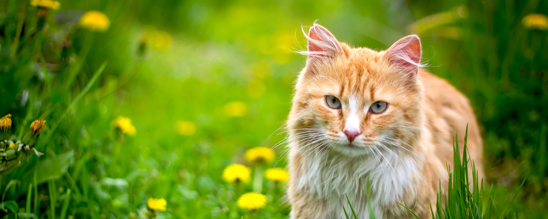Skin Conditions and Problems in Cats