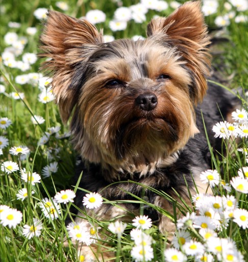 Yorkshire Terrier