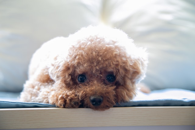 Top Poodle Pet Insurance Plans Reviews