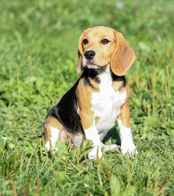 Beagle