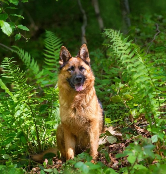 German Shepherd