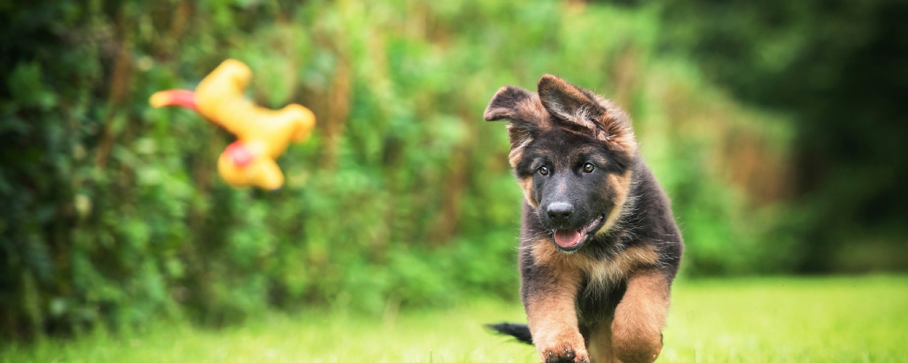 German Shepherd