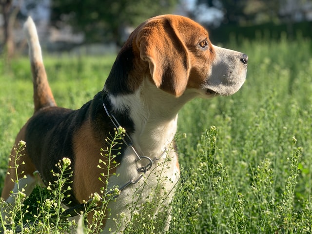 why do beagles have white tipped tails