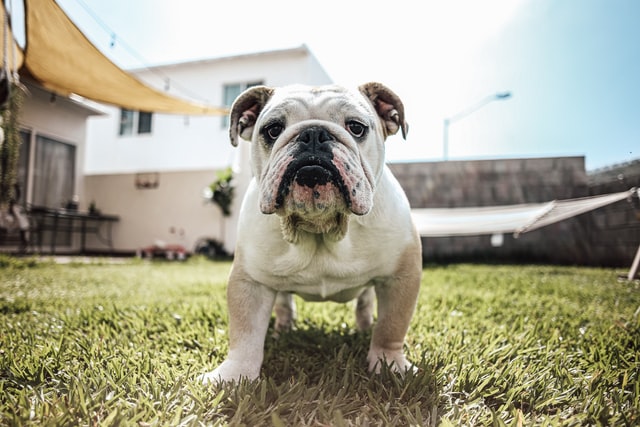 are bulldogs good apartment pets