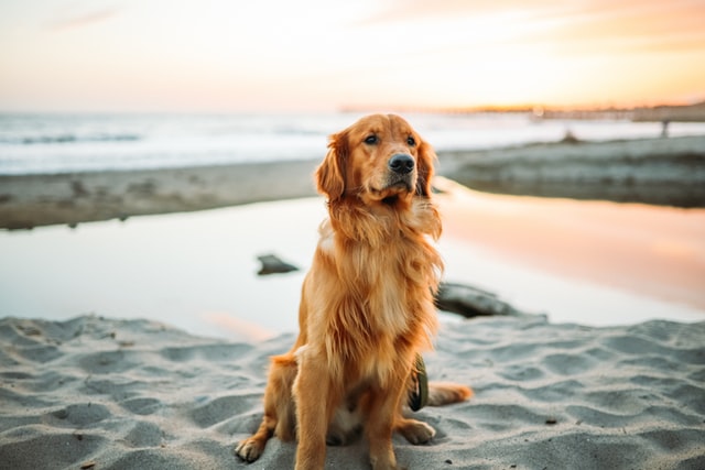 Golden Retriever