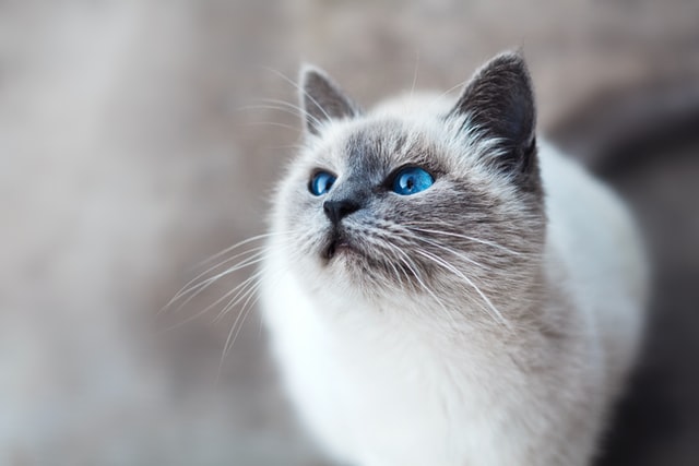 Ragdoll cat, breed profile