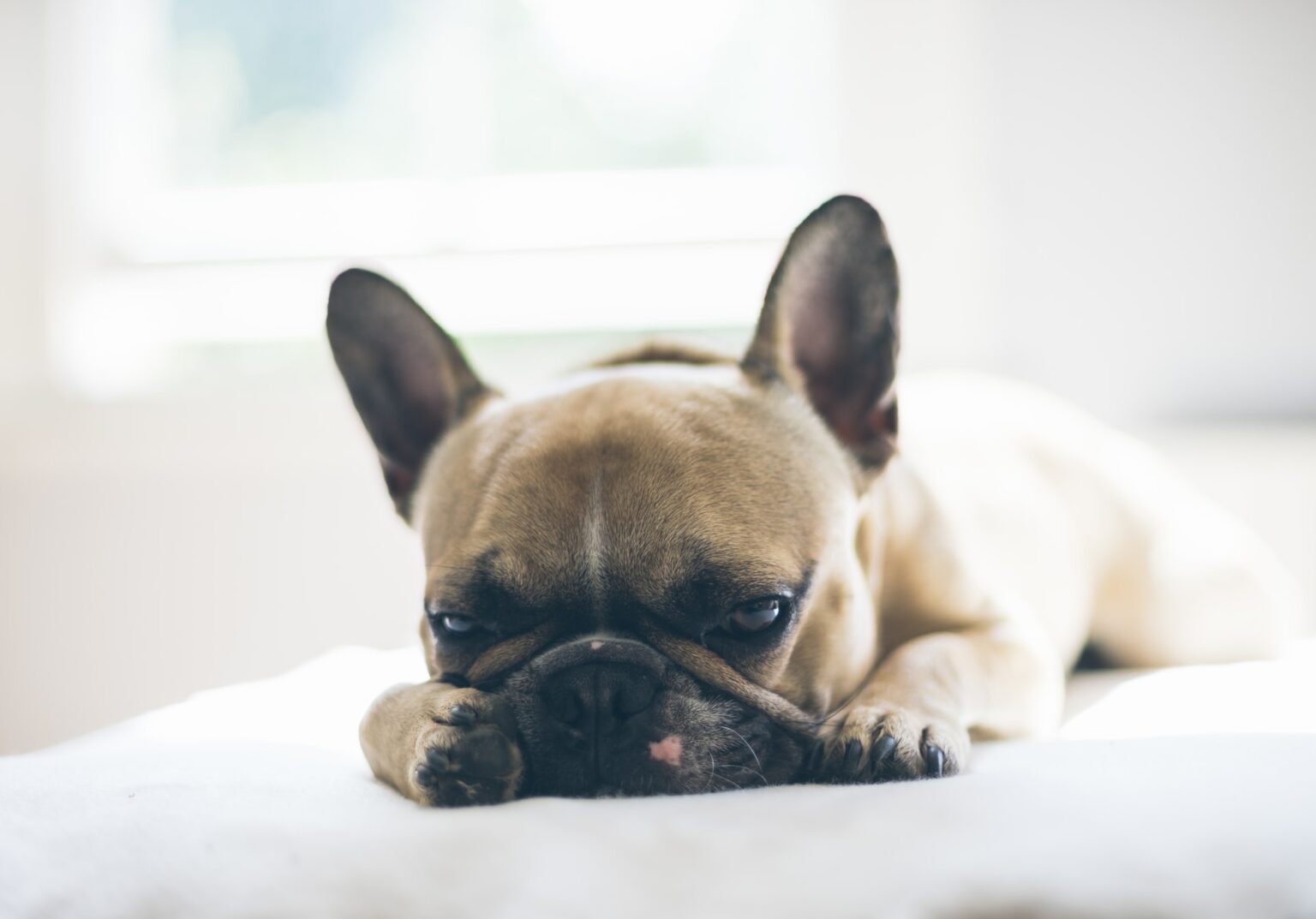 Top French Bulldog Pet Insurance Plans & Reviews