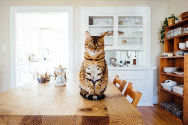 American Shorthair Cat