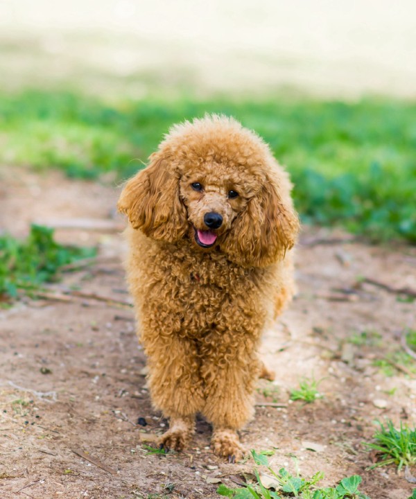 Often Underestimated: The Clever, Sporty Medium Poodle - zooplus