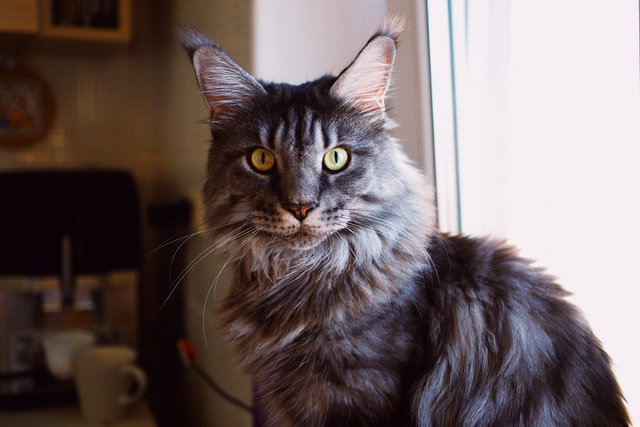 are maine coon cats good with dogs