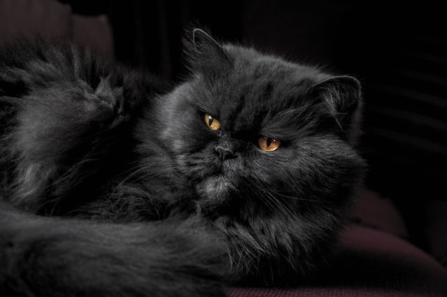 Persian Cat