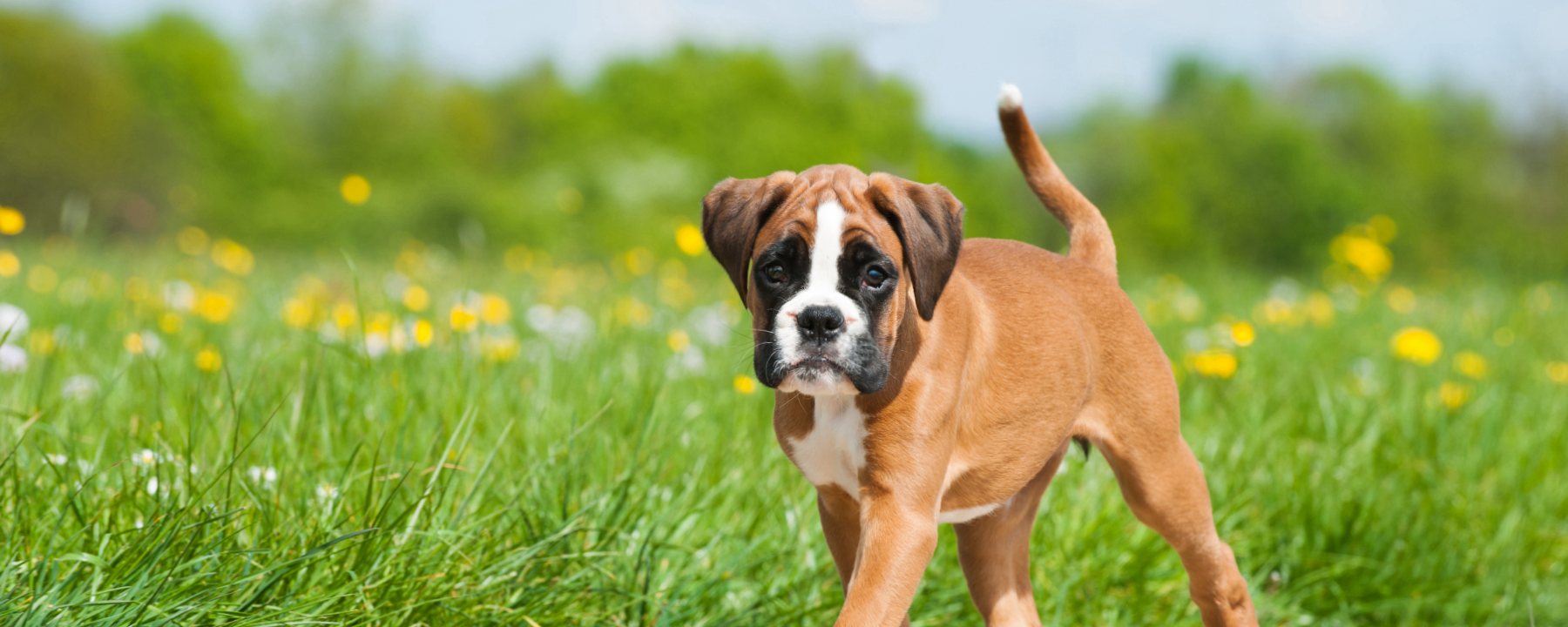 Top Boxer Pet Insurance Plans & Reviews