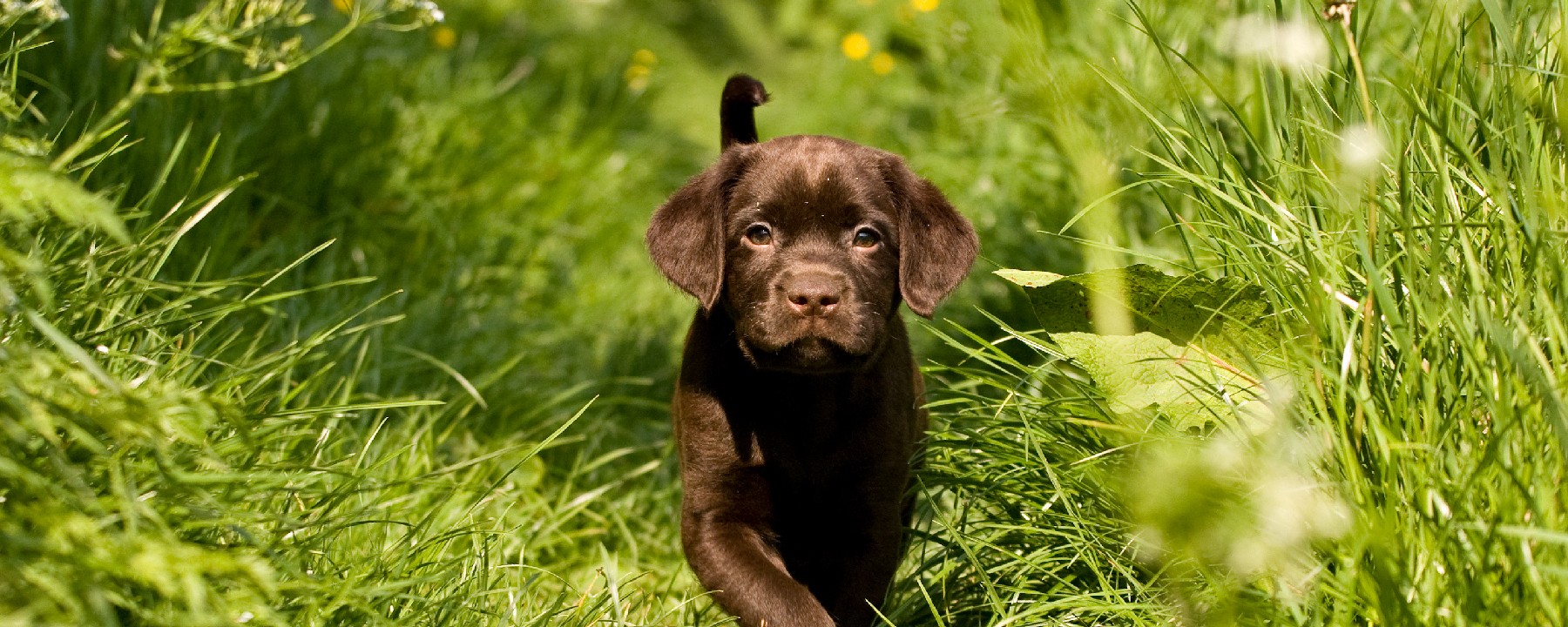 Labrador Retriever