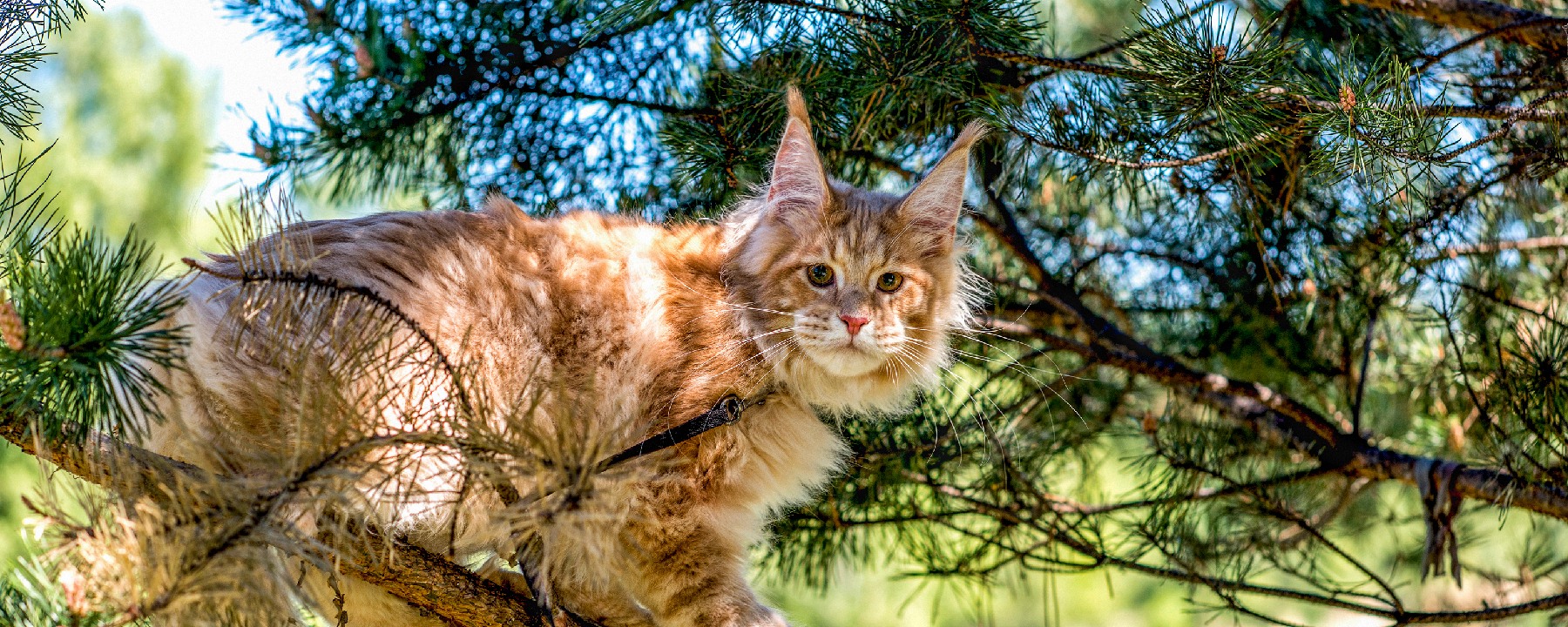 Maine Coon