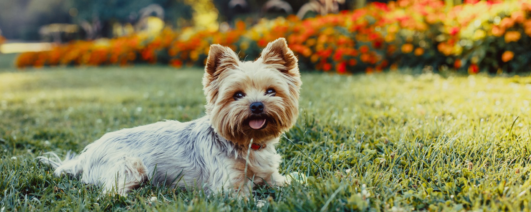 Yorkshire Terrier