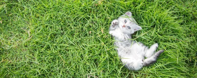 American Shorthair