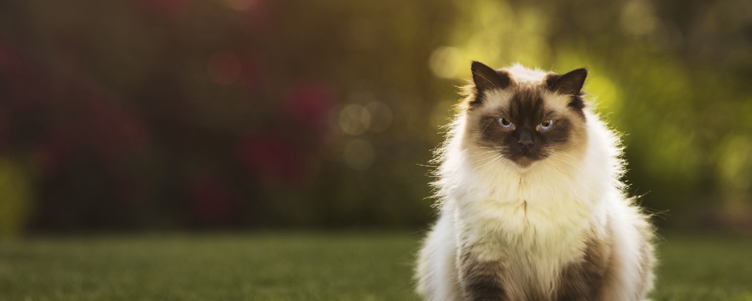 Ragdoll Pet Insurance Plans & Reviews