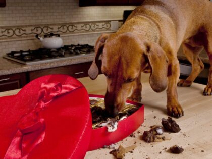 Why Can’t My Dog Eat Chocolate?