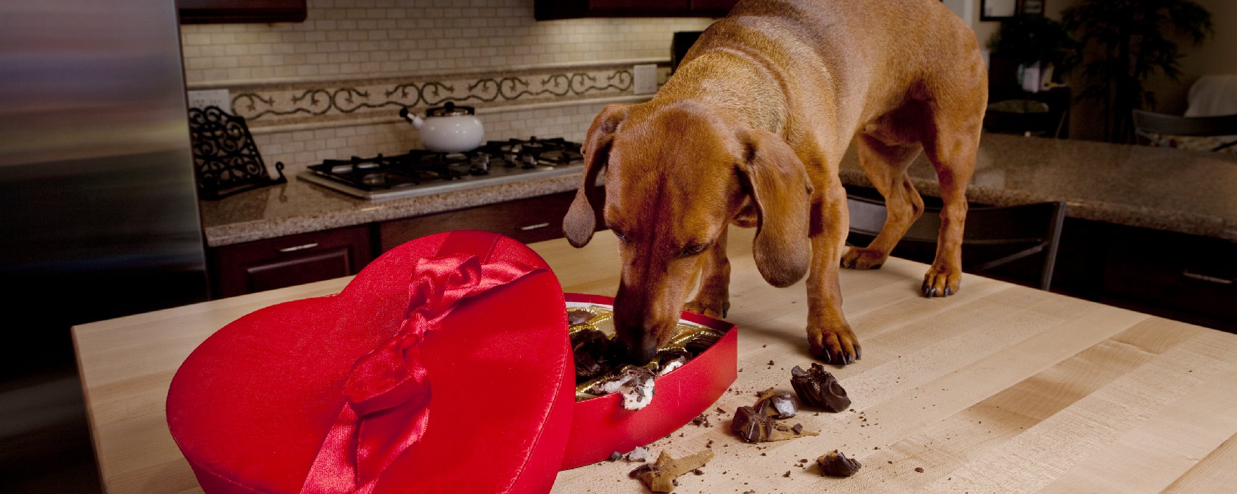 Why Can’t My Dog Eat Chocolate?