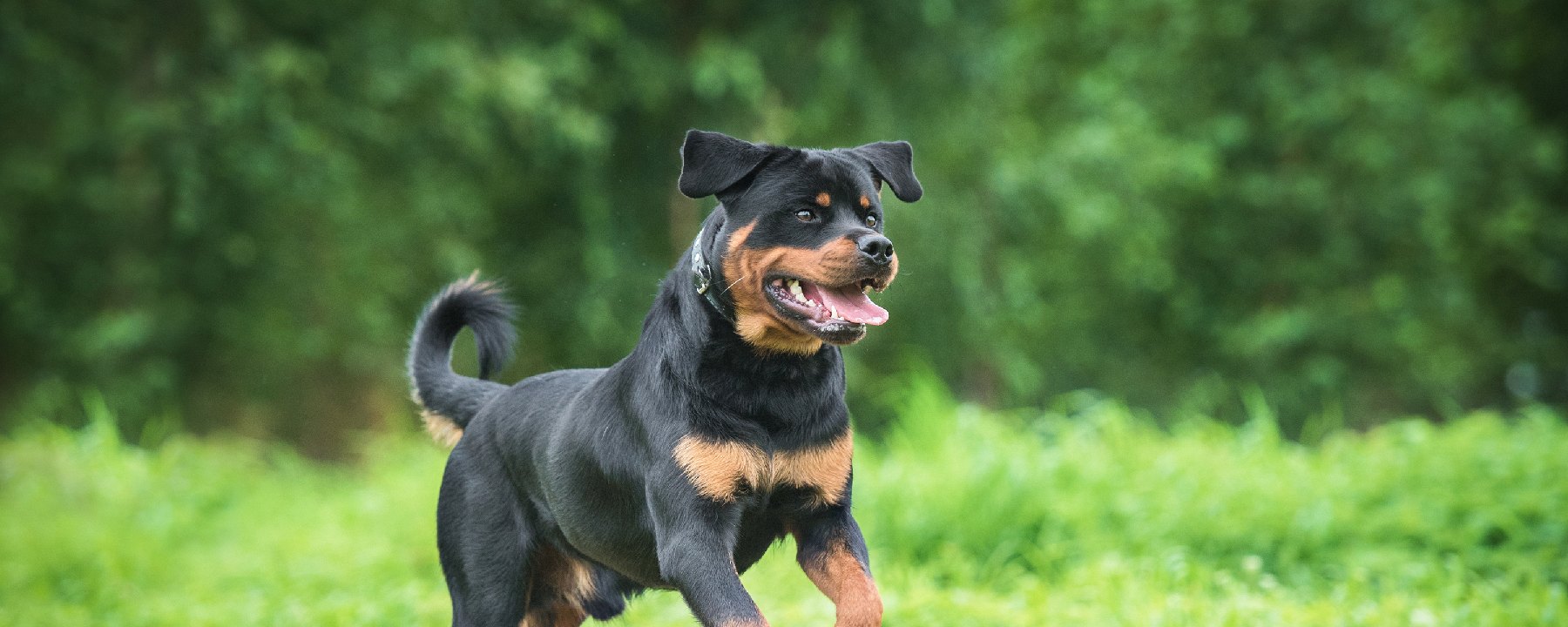 are rottweilers bad for everyone