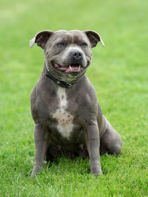 Top Pit Bull Pet Insurance Plans & Reviews