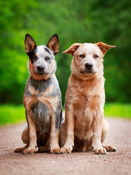 australian%20cattle%20dog.jpg