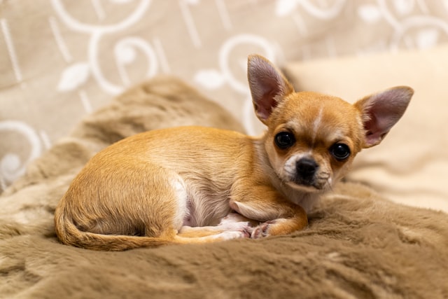 do chihuahuas suffer from separation anxiety