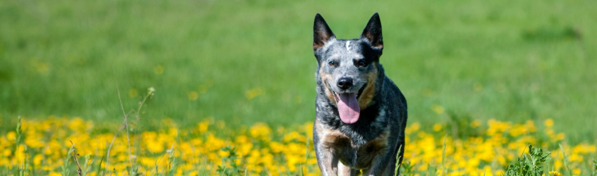 Australian Cattle Dog