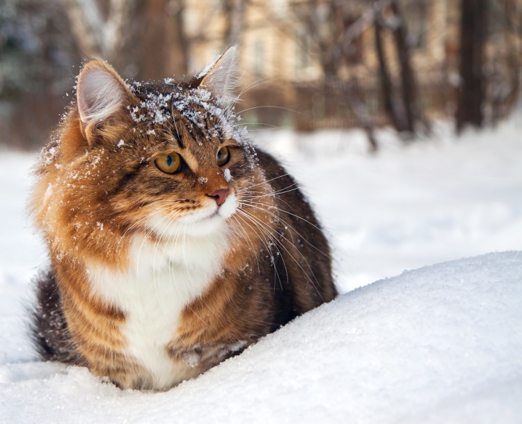 cat sitting in snow in the winter