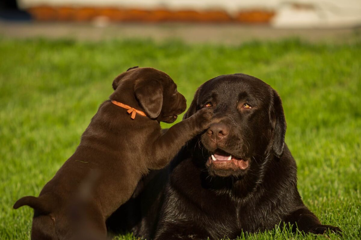 Top tips for welcoming a new puppy to the family