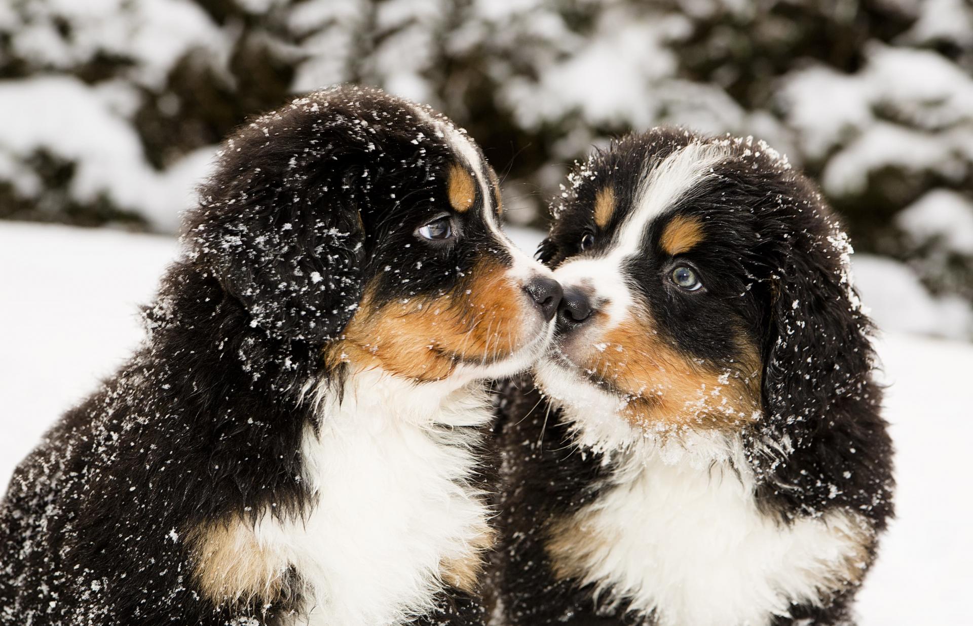 10 Tips To Keep Your Pets Warm And Safe This Winter