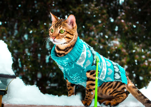 Cat in a sweater keeping warm in winter