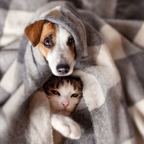 Pets warm under a blanket