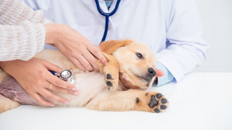 A puppy's heart being listened to by a vet
