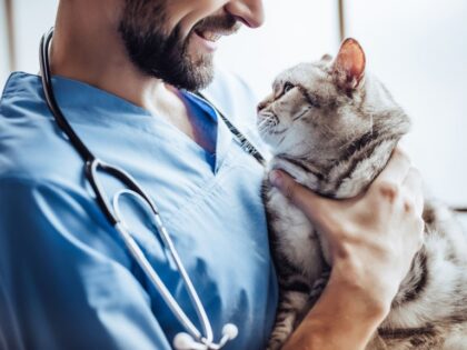 Cat being cuddled by vet