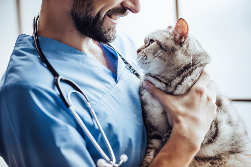 Cat being cuddled by vet