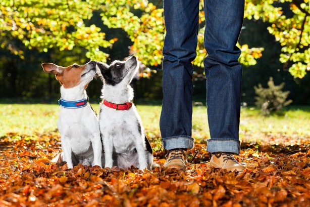 Puppies with owner