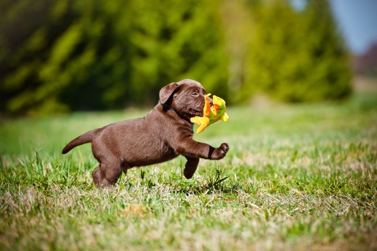 Puppy Development and Key Milestones in the Journey from Puppy to Dog